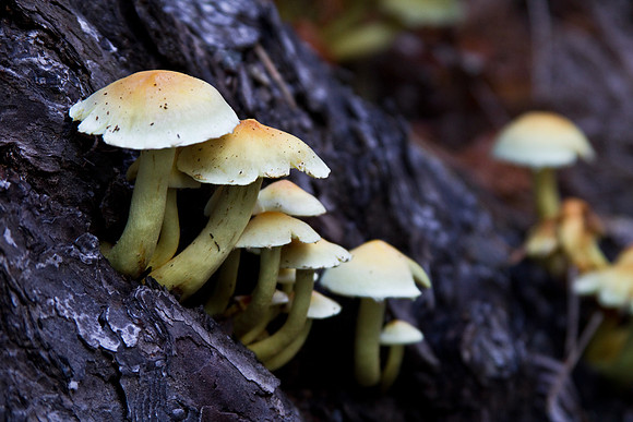 Mushrooms