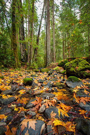 Fall Story