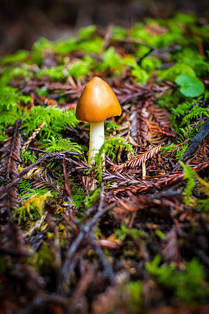 Montgomery Woods Mushroom