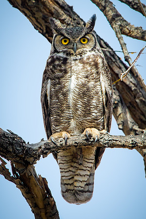 Great Horned Owl