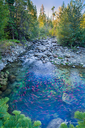 Spawning Salmon