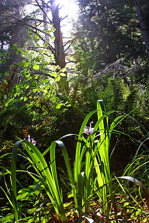 Iris in the Redwoods