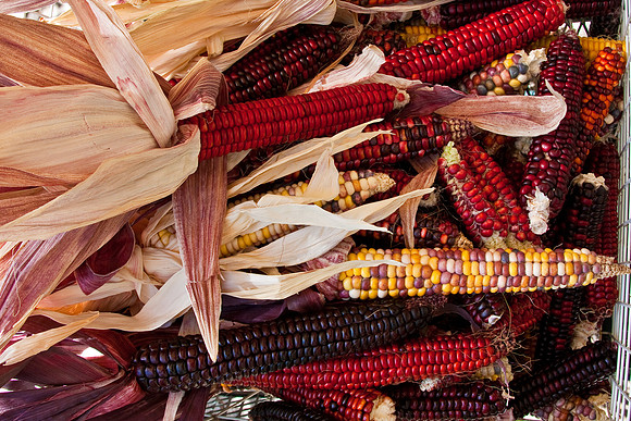 Indian Corn in Basket