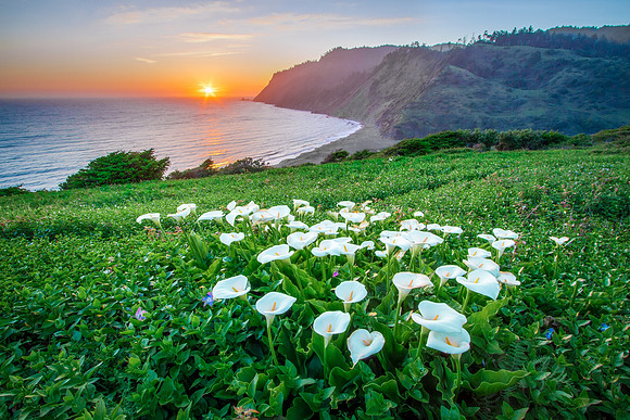 Lost Coast Calla Lilies