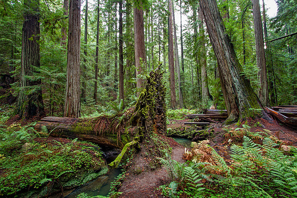 Montgomery Woods Burl & Ferns