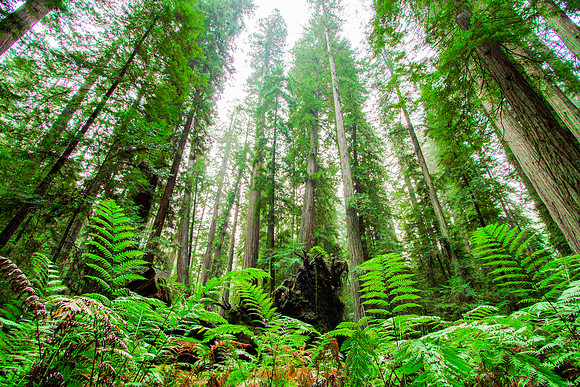 Montgomery Woods