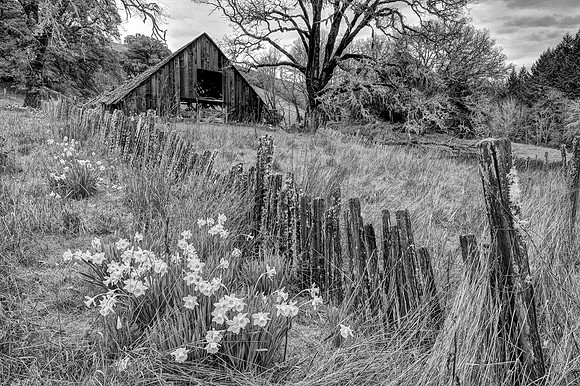 Old Barn and Daffodils