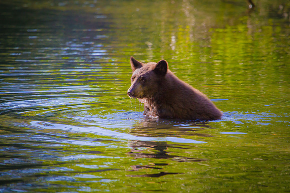 Young Black Bear Takes a Bath