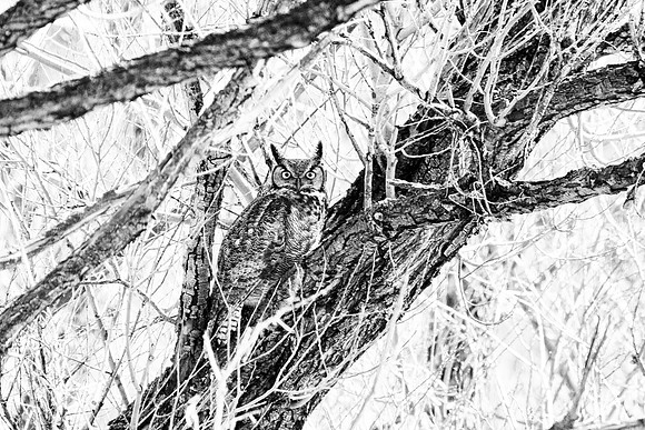 Great Horned Owl (B+W)
