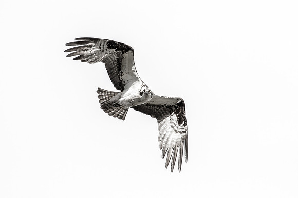 Intense Osprey (B+W)