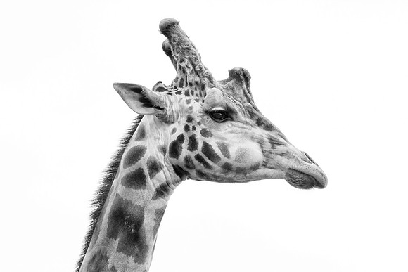 Rothschild's Giraffe B+W