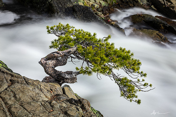 Eagle Falls Bonsai