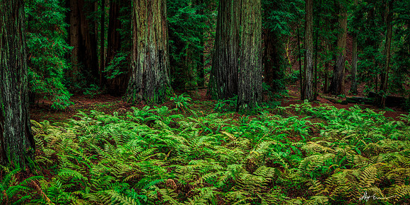 Emerald Solitude
