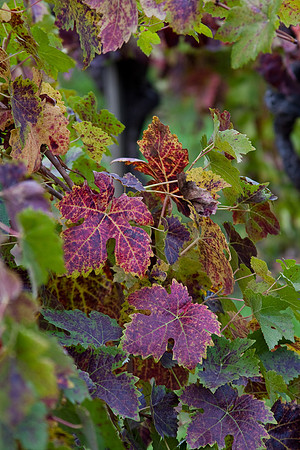 Fall Grape Leaves